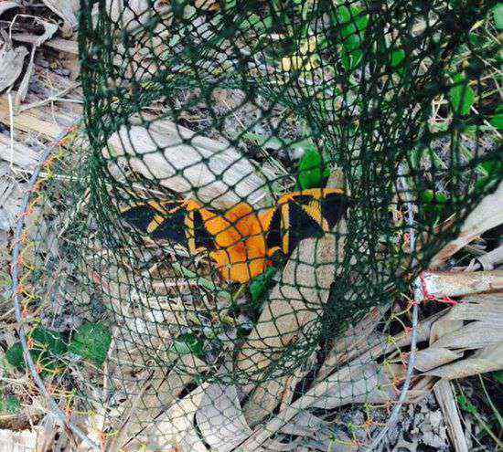 小彩蝠 泰国香蕉园濒临绝种的小彩蝠从树上掉下来