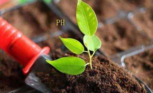 酸性土壤怎么弄 如何判断花土的酸碱性 酸性土壤和碱性土壤怎么区分你造吗？