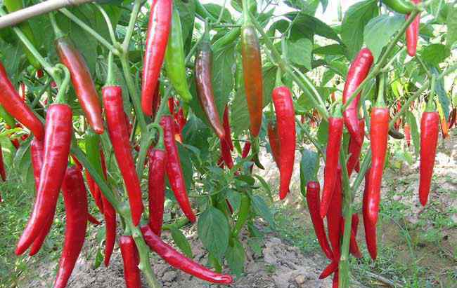 辣椒什么时候种最合适 辣椒种植时间是什么时候？