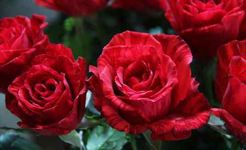 玫瑰花的种植 花卉养殖小课堂：怎样防止玫瑰苗死苗 玫瑰苗怎么种成活率高？