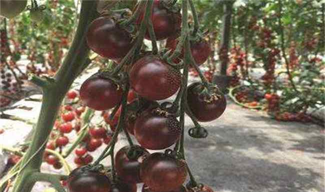 黑番茄 黑番茄的种植方法