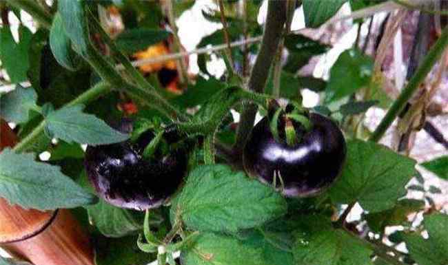黑番茄 黑番茄的种植方法