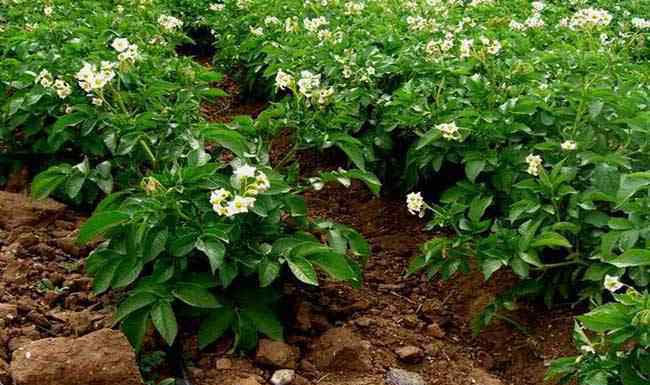 种土豆最忌讳什么肥料 土豆高产施肥方法