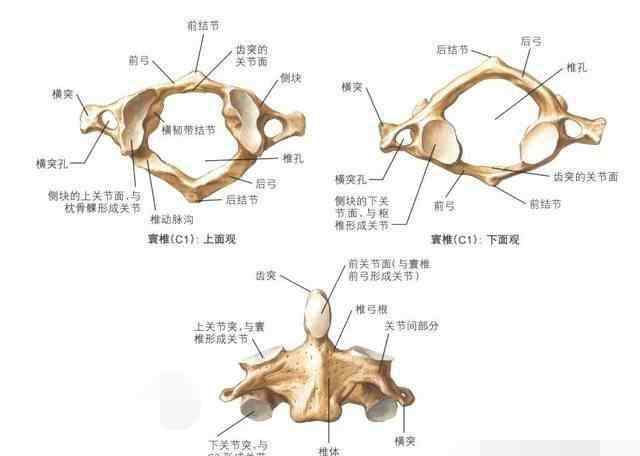 运动系统的组成 科普：狗狗运动系统的构成，以及狗狗骨折后的治疗方法！建议收藏