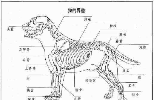 运动系统的组成 科普：狗狗运动系统的构成，以及狗狗骨折后的治疗方法！建议收藏