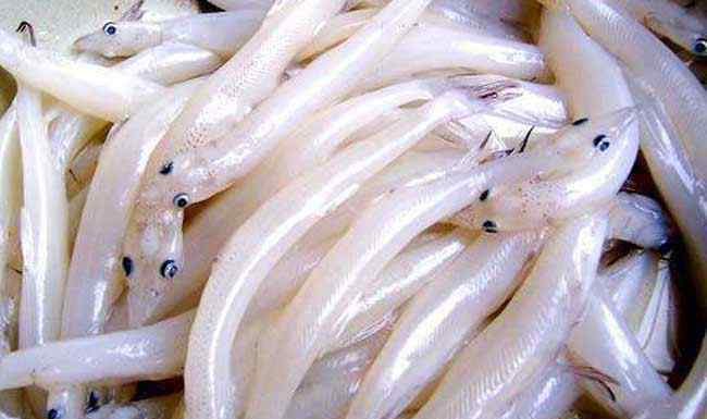 白肌银鱼 白肌银鱼多少钱一斤？