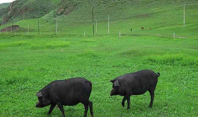黑猪肉 黑猪肉多少钱一斤