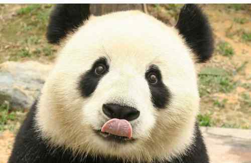 熊猫为什么没有天敌 大熊猫为什么是黑白的？ 熊猫有没有天敌？