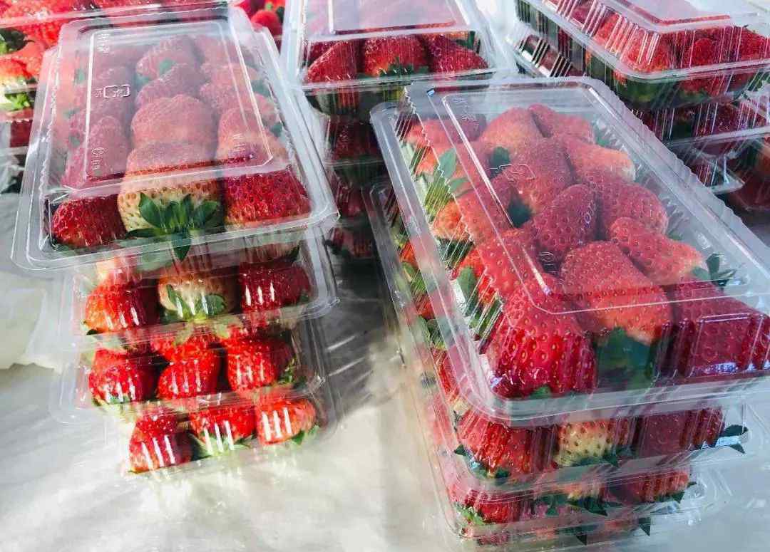 章姬 “红颜”“章姬”“圣诞红”…嘉定这里10余种的草莓，让你挑花眼