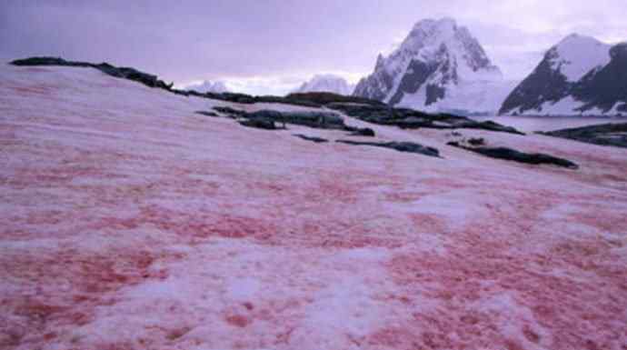 南极粉红色西瓜雪 南极出现西瓜雪 粉红色的雪你见过吗西瓜雪形成原因揭秘