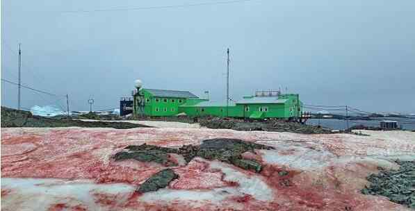 西瓜雪 警惕！南极出现西瓜雪 粉红色的“西瓜雪”很危险！