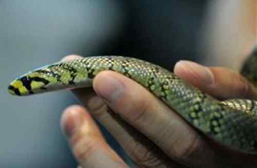 横斑锦蛇 中国繁育最美蛇   网友：难道是“白娘子”现身了吗