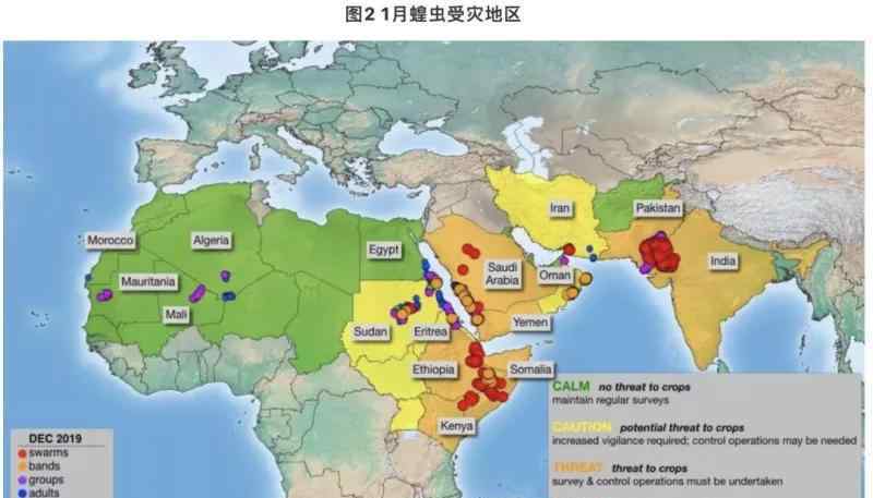 中国蝗虫灾害 场面恐怖！千亿蝗灾蔓延非亚是怎么回事？这些可怕的蝗虫会来中国吗？