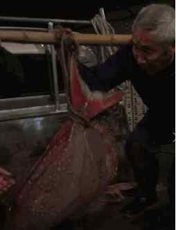 moonfish 捡到宝!渔民捕获怪物月亮鱼 长相奇特满身锈红有白斑重200多斤