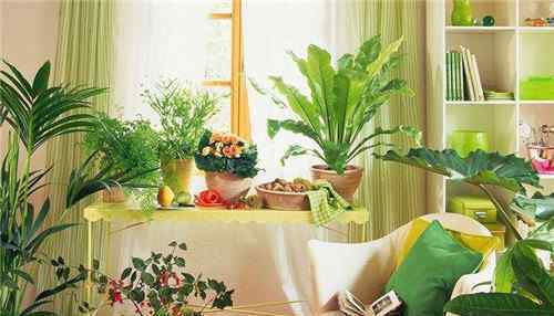 芦荟摆放家里禁忌 卧室植物摆放风水禁忌 适宜卧室摆放的植物有哪些