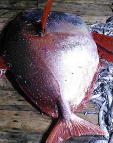 moonfish 捡到宝!渔民捕获怪物月亮鱼 长相奇特满身锈红有白斑重200多斤