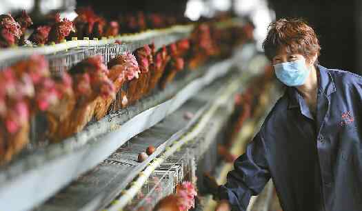 养殖业鸡 鸡因蛋贱“生不如死” 有养殖户十多天不喂食控成本