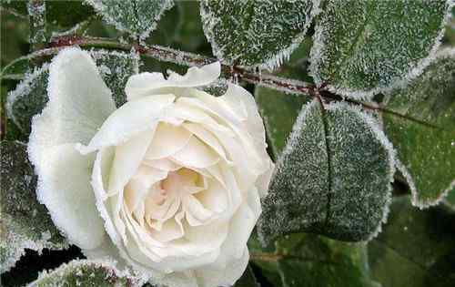 白玫瑰送什么人合适 白玫瑰的花语是什么 白玫瑰送什么人合适