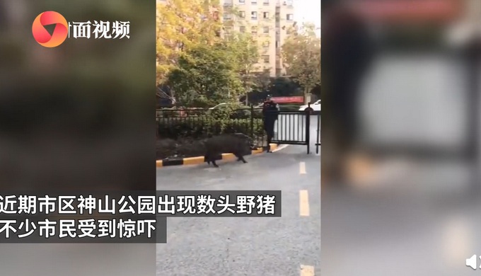 安徽芜湖市区突现多头野猪狂奔 官方：已请专业人员猎捕
