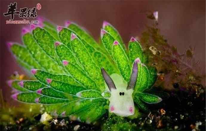 海兔子是小鱿鱼吗 深水海兔是什么 怎么区分小鱿鱼和海兔
