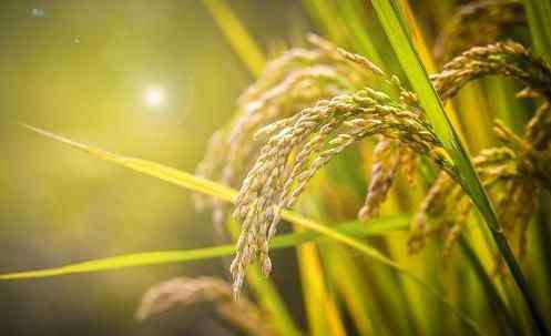 稻谷行情 我国水稻产量多年保持在2亿吨以上 水稻价格今日最新行情