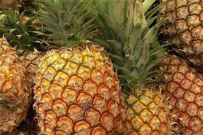 凤梨和菠萝有啥区别 凤梨是什么 凤梨和菠萝有什么区别