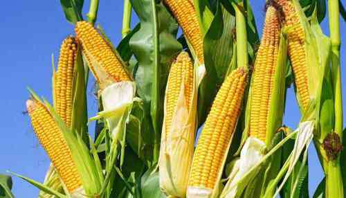 玉米行情价格表 玉米价格最新行情走势 2020年8月26日全国玉米价格一览表