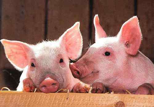 生猪价格预测 2020年猪价会达到多少？下半年猪价分析及预测