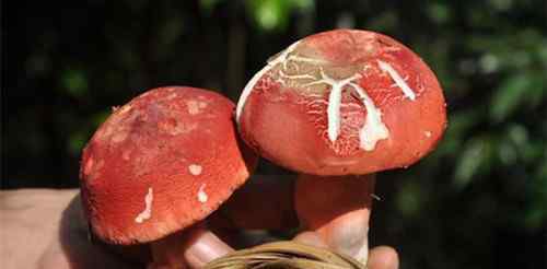 红蘑菇 红菇的营养价值  怎么辨别真假红蘑菇