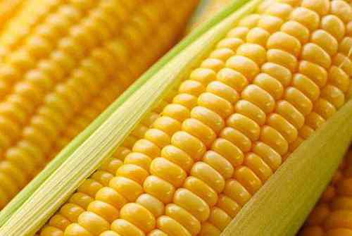 粮食价格走势图 2020年玉米价格走势图 近期玉米价格走势如何？