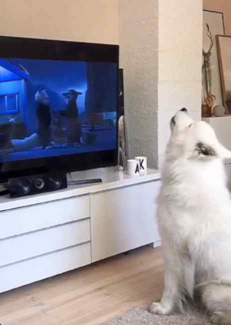 狗狗看动画片时跟着电视里学狼叫 网友：醒醒！你是狗不是狼