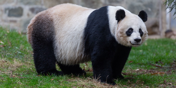 中美续签合作协议 大熊猫美香一家三口留美再延长3年