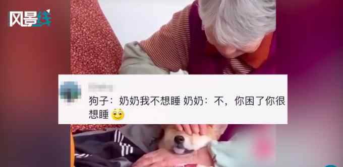 可爱！柴犬被姥姥强制捂眼睛午睡 网友：有一种困 叫姥姥觉得你困