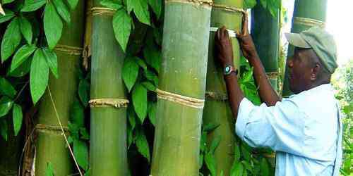 竹子的作用 竹子的用途有哪些 竹子的五大使用用途