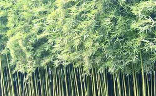 竹子的图片 竹子的图片欣赏 竹子的种类有哪些