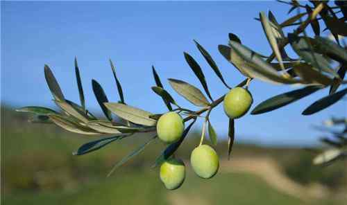 橄榄枝象征着什么意义 橄榄枝的象征意义新版解说 橄榄枝的传说与缘由