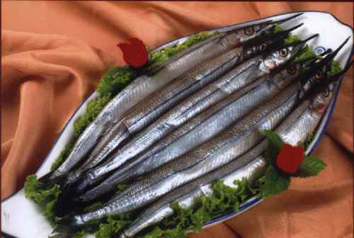 银针鱼 银针鱼如何饲养  银针鱼家常菜的三种做法