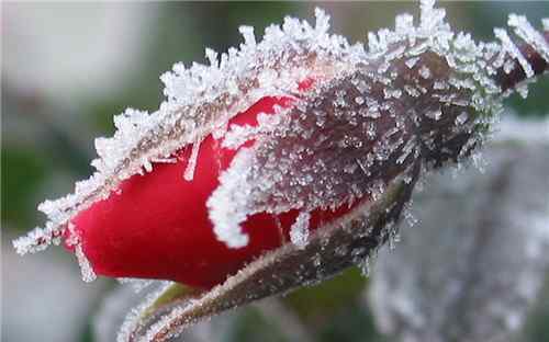 红色的花有哪些 冬天的花有哪些是红色的 冬季养花要注意哪些问题