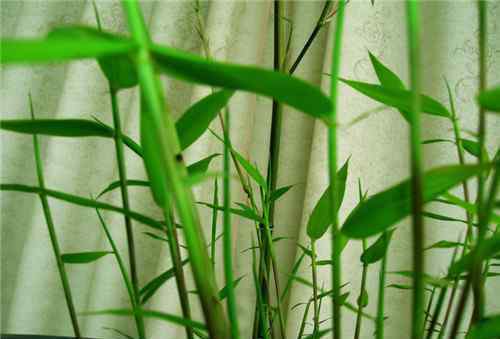竹子的图片 竹子的图片欣赏 竹子的种类有哪些