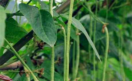 豇豆角 一年生植物豇豆角一亩产4000斤以上！如何种植才能高产？种植前景如何？