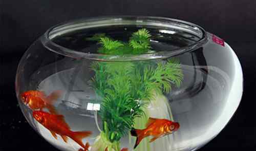 小鱼缸适合养什么鱼 小鱼缸适合养什么鱼 养鱼多长时间换一次水