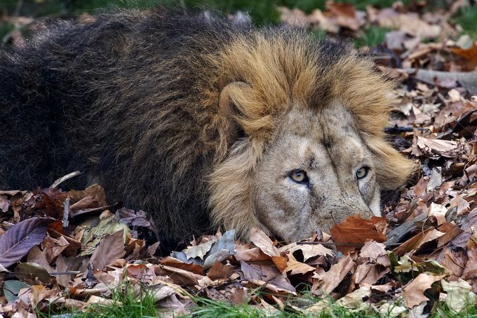 巴塞罗那动物园4只狮子感染新冠后痊愈 相关工作人员检测呈阴性
