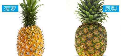 凤梨是菠萝吗 凤梨是菠萝吗 凤梨与菠萝哪个更好吃