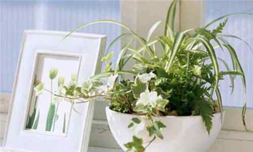 家居风水植物 家居风水植物有哪些  哪些植物有利于家居风水