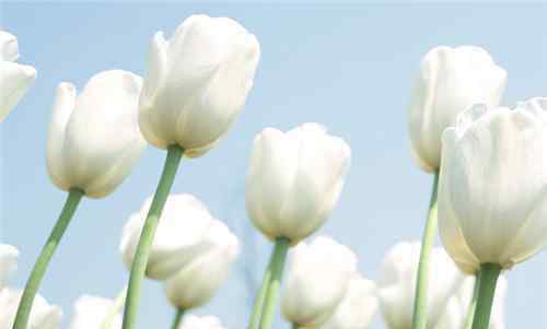 白色郁金香花语 白色郁金香花语是什么 白色郁金香适合送人吗