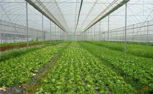 有机蔬菜基地 有机蔬菜种植基地实施方案 怎么种植有机蔬菜