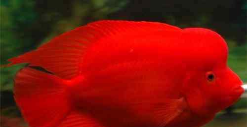 红鹦鹉鱼 红鹦鹉鱼价格是多少 怎样饲养红鹦鹉鱼