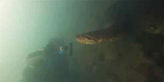 绿水蟒 惊险！摄影师水下偶遇7米长巨蟒！对峙画面曝光