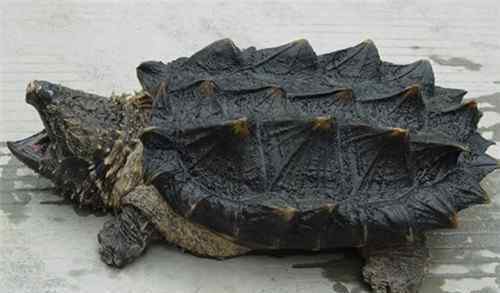 大鳄龟寿命 大鳄龟寿命一般是多久 大鳄龟好养吗