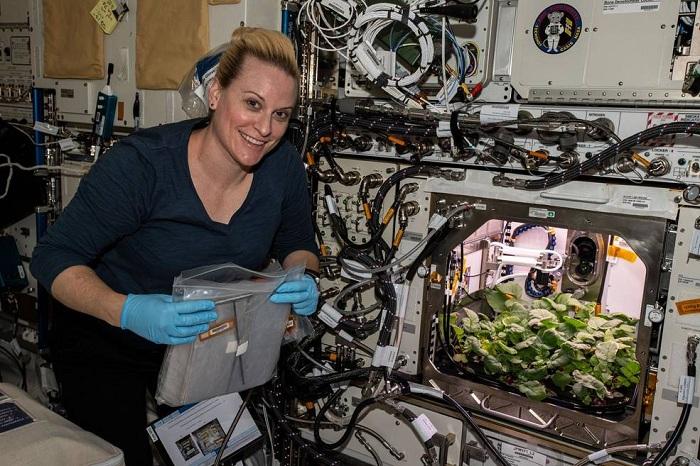 NASA收获史上首批太空萝卜 长什么样和地球上的有什么区别